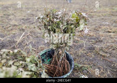 Profondità di campo bassa (fuoco selettivo) dettagli con un albero che si semina durante un albero autunnale piantando in una giornata fredda e piovosa di novembre. Foto Stock