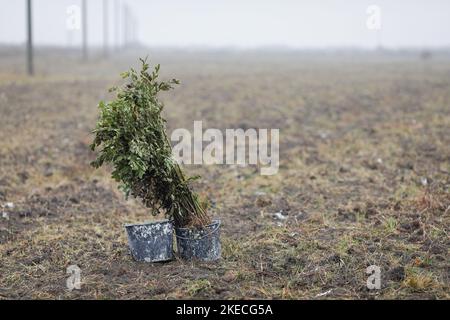 Profondità di campo bassa (fuoco selettivo) dettagli con un albero che si semina durante un albero autunnale piantando in una giornata fredda e piovosa di novembre. Foto Stock