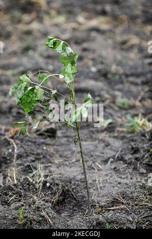 Profondità di campo bassa (fuoco selettivo) dettagli con un albero che si semina durante un albero autunnale piantando in una giornata fredda e piovosa di novembre. Foto Stock