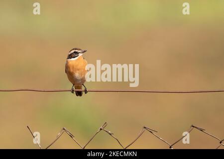 Un focus selettivo di whinchat (Saxicola rubetra) arroccato su un filo Foto Stock