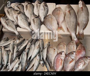Pesce, cibo stall, suk Tripoli, Tripoli, Libano Foto Stock