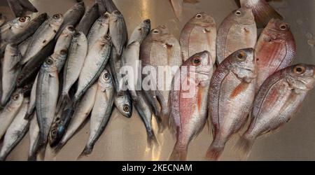 Pesce, Stall di Pesce, Souk di Tripoli, Tripoli, Libano. Uno dei più grandi mercati (souk) del Libano, il souk di Tripoli vende tutto ciò di cui si potrebbe aver bisogno. Foto Stock