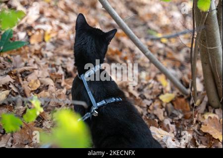 Gatto nero al guinzaglio scopre la foresta in autunno Foto Stock