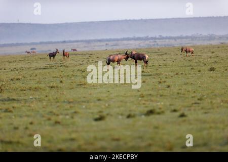 Una vista aerea della mandria di Damaliscus lunatus jimela in prateria Foto Stock