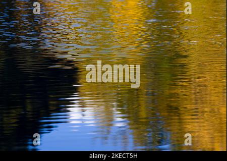 Foglie autunnali gialle e cielo blu riflesso nel lago, Tourbière de Lispach vicino a la Bresse, Francia, regione del Grand Est, Monti Vosgi, Parco Naturale Regionale dei Ballons des Vosges Foto Stock