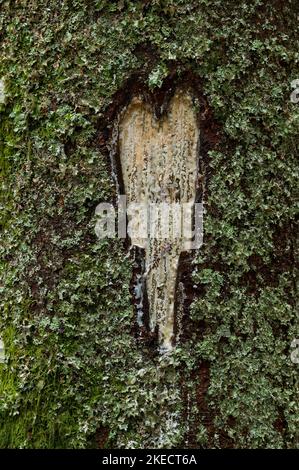 La resina scorre da una ferita a forma di cuore di un tronco d'albero, corteccia coltivata con lichene e muschio, Francia, Monti Vosgi Foto Stock