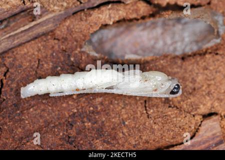 La pupa di un hymenopteran, vespa parassita sotto la corteccia. Foto Stock