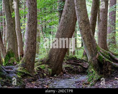 Lo strato di Geotope molle al museo del mulino Katzbrui. Foto Stock