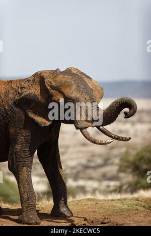 Un colpo verticale di un elefante africano (Loxodonta africana) che scuote il fango a Lewa Conservancy, Kenya Foto Stock