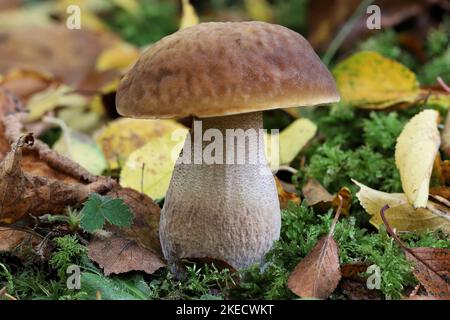 bolete di betulla nei boschi Foto Stock