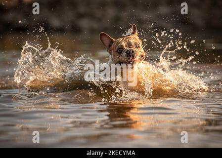 Bulldog francese in acqua Foto Stock