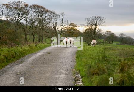 Una mandria di pecore a Pendle Hill, Lancashire, Inghilterra, Europa Foto Stock