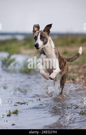 Esecuzione di Whippet-Border-Collie Foto Stock