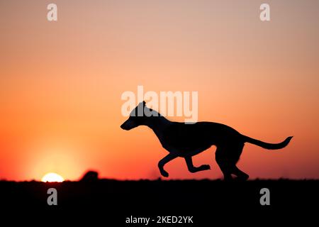 Esecuzione di Whippet-Border-Collie Foto Stock