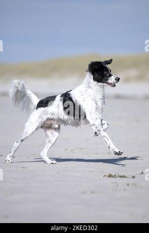 Corsa Small-Munsterlander-Epagneul-Breton-Mongrel Foto Stock