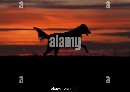 Corsa Small-Munsterlander-Epagneul-Breton-Mongrel Foto Stock