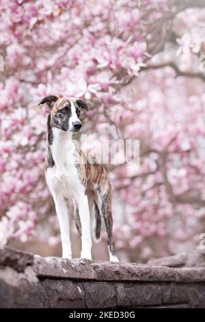 Whippet-Border-Collie in piedi Foto Stock