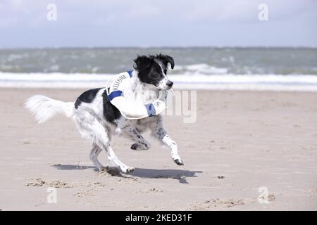 Corsa Small-Munsterlander-Epagneul-Breton-Mongrel Foto Stock