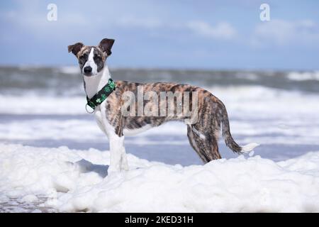 Whippet-Border-Collie in piedi Foto Stock