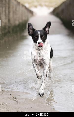 Corsa Small-Munsterlander-Epagneul-Breton-Mongrel Foto Stock