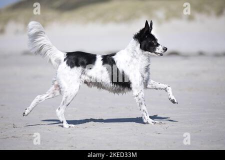 Corsa Small-Munsterlander-Epagneul-Breton-Mongrel Foto Stock