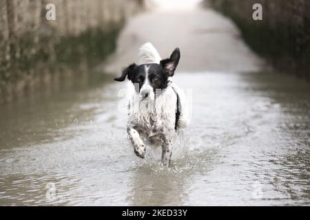 Trotting Small-Munsterlander-Epagneul-Breton-Mongrel Foto Stock