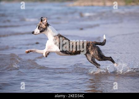 Esecuzione di Whippet-Border-Collie Foto Stock