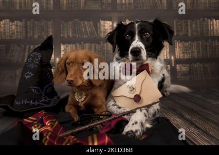 2 cani Foto Stock