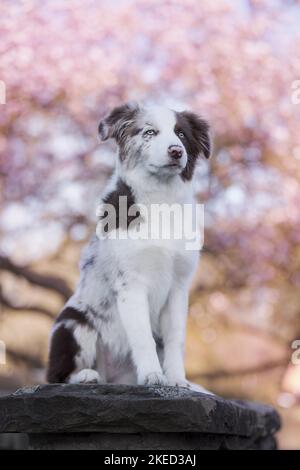 Confine Collie in primavera Foto Stock