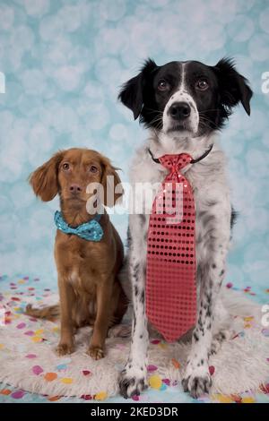 2 cani Foto Stock