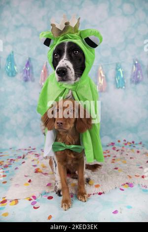 2 cani Foto Stock