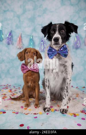 2 cani Foto Stock