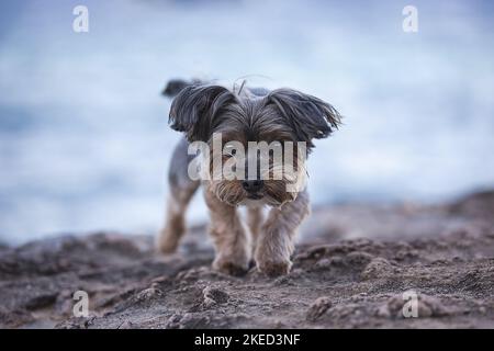 Maschio Yorkshire Terrier Foto Stock