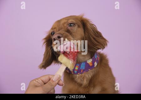 Cocker-Spaniel-Mongrel rosso Foto Stock