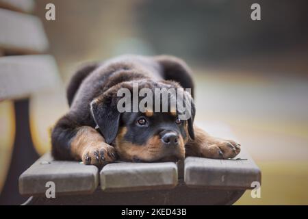 Giacente Rottweiler cucciolo Foto Stock