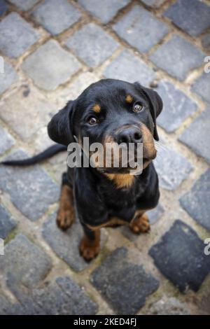 Udienza Rottweiler cucciolo Foto Stock
