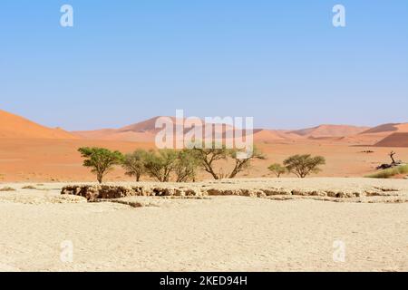 Dune di sabbia giganti che circondano Dead Vlei, vicino a Sossusvlei, nel Parco Namib-Nuakluft, deserto Namib, Namibia Foto Stock