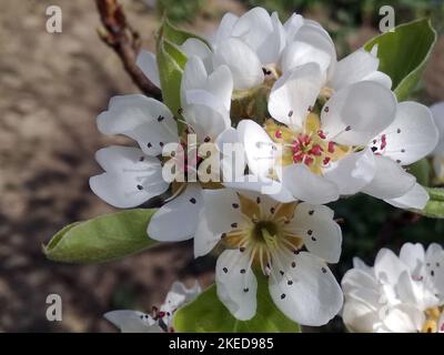 Fiore di pera, sfondo sfocato, inizio primavera. Fuoco poco profondo selettivo di fiori di pera nella stagione di primavera. Ramo di pera in fiore. Le pere fioriscono Foto Stock