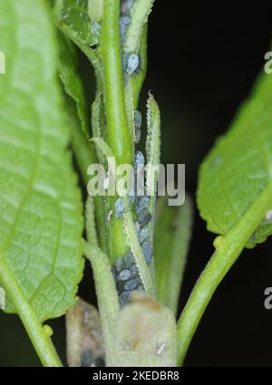 Giovani afidi della ciliegia-avena uccello afidi (Rhopalosiphum padi) dopo ibernazione sul germogli ciliegio uccello. Foto Stock