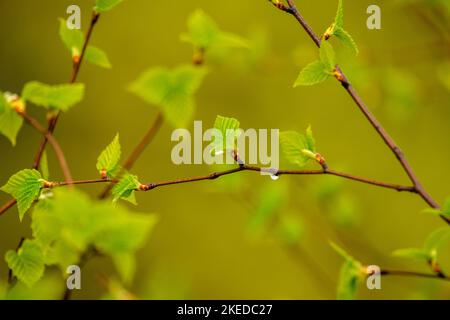 Betulla bianca (Betula papyrifera) foglie emergenti in primavera, Greater Sudbury, Ontario, Canada Foto Stock