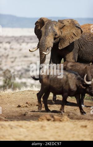 Un colpo verticale di un elefante africano (Loxodonta africana) vicino a bufalo africani (Syncerus caffer) in Lewa Wildlife Conservancy, Kenya Foto Stock