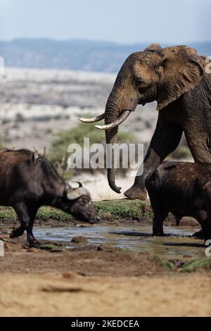 Un colpo verticale di elefante di cespuglio africano (Loxodonta africana) con bufali africani (Syncerus caffer) in Lewa Wildlife Conservancy, Kenya Foto Stock