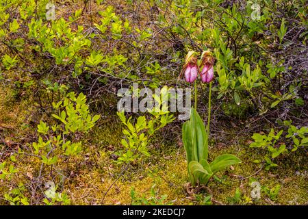 Fiore rosa ladyslipper orchidea (Cypripedum acaule) , Killarney Provincial Park, Killarney, Ontario, Canada Foto Stock