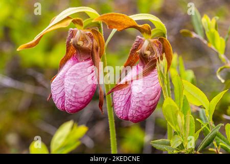 Fiore rosa ladyslipper orchidea (Cypripedum acaule) , Killarney Provincial Park, Killarney, Ontario, Canada Foto Stock