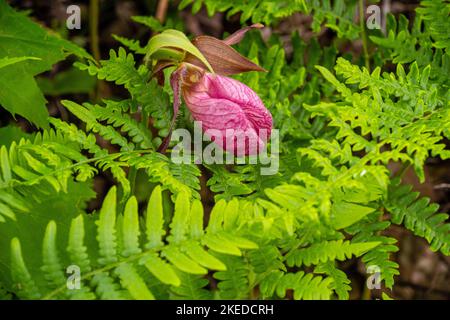 Fiore rosa ladyslipper orchidea (Cypripedum acaule) , Killarney Provincial Park, Killarney, Ontario, Canada Foto Stock