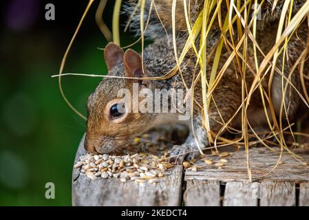 Scoiattolo grigio (Sciurus carolinensis) mangiare seme di uccello versato dalla tavola. Foto Stock