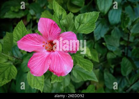 Un bel fiore di Shoebblackplant circondato da foglie verdi Foto Stock