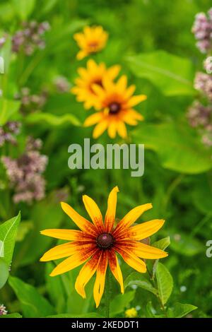 Pianta di rudbeckia ferica con fiore, Sudbury più grande, Ontario, Canada Foto Stock