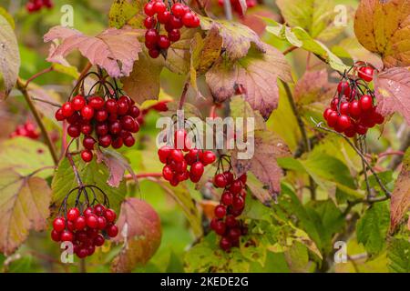 Highbush Cranberry (Viburnum trilobum), Westford, Vermont, USA Foto Stock