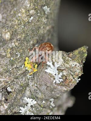 Anthonomus recirostris o ciliegia weevil, frutto di pietra weevil è un pesti principali di ciliegi Prunus avium, ceraso, Mahaleb, padus, spinosa. Foto Stock